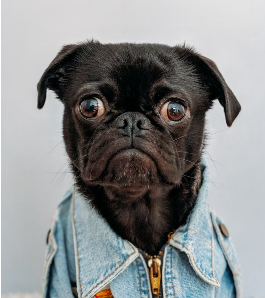 Dog asking questions about animal healing